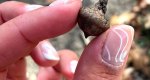 An image of the Pin oak acorn in the Rowan University Arboretum, Glassboro New Jersey.