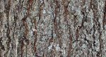 An image of the Pin oak bark in the Rowan University Arboretum, Glassboro New Jersey.