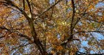 An image of the Pin oak leaves in fall in the Rowan University Arboretum, Glassboro New Jersey.