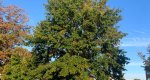 An image of the Pin oak tree in the Rowan University Arboretum, Glassboro New Jersey.