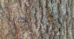 An image of the Pin oak bark in the Rowan University Arboretum, Glassboro New Jersey.