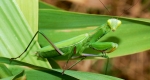 A praying mantis resting on the leaf of a plant. Its large, triangular head is facing the camera with its raptorial forelegs visible. 