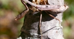 A praying mantis holding on to a tree using its two pairs of legs. 