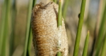 The egg casing of a praying mantis that is held upright and off the ground by a plant. 