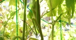 A photo of a Mantis camouflage with leaves.