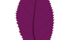 Purple Leaf Plum Leaf Illustration