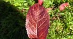 An image of the purple leaf plum tree leaf in the Rowan University Arboretum, Glassboro New Jersey.