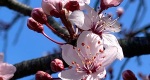 An image of the purple leaf plum flowers in early spring in the Rowan University Arboretum, Glassboro New Jersey.