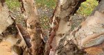 An image of the river birch trunk in the Rowan University Arboretum, Glassboro New Jersey.