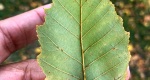 An image of the river birch leaf in the Rowan University Arboretum, Glassboro New Jersey.