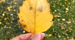 An image of the river birch leaf in the Rowan University Arboretum, Glassboro New Jersey.