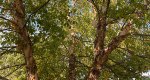 An image of the river birch tree in the Rowan University Arboretum, Glassboro New Jersey.