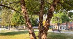 An image of the river birch tree in the Rowan University Arboretum, Glassboro New Jersey.