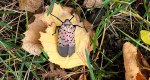 An image of the river birch leaf with lanternfly in the Rowan University Arboretum, Glassboro New Jersey.