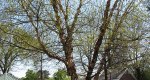 An image of the river birch tree with catkins in the Rowan University Arboretum, Glassboro New Jersey.