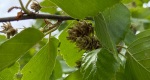 An image of the river birch flowers and catkins in the Rowan University Arboretum, Glassboro New Jersey.