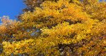 An image fo the sassafras tree in fall