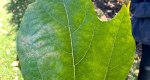 An image of the sassafras leaf