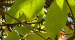 An image of the sassafras leaves