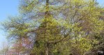 An image of the sassafras tree in early spring