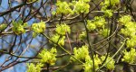 An image of the sassafras leaf buds in early spring