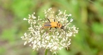 01-nenadov-soldier-beetle