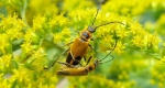 010-beautifulcataya-soldier-beetle
