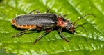 011-nikk-soldier-beetle