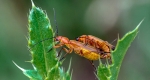 02-shearman-soldier-beetle
