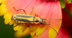 03-schulz-soldier-beetle