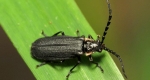 04-schulz-soldier-beetle