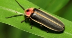 05-schulz-soldier-beetle