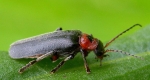 06-grant-soldier-beetle