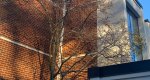 An image of the star magnolia tree in winter in the Rowan University Arboretum, Glassboro New Jersey.
