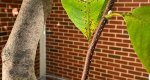 An image of the star magnolia leaves in the Rowan University Arboretum, Glassboro New Jersey.