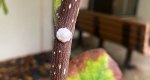 An image of the star magnolia branch with scales in the Rowan University Arboretum, Glassboro New Jersey.