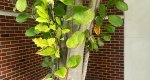 An image of the star magnolia new growth in the Rowan University Arboretum, Glassboro New Jersey.