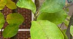 An image of the star magnolia leaves in the Rowan University Arboretum, Glassboro New Jersey.