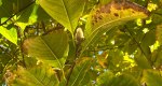 An image of the star magnolia leaves and bud in the Rowan University Arboretum, Glassboro New Jersey.