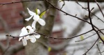 An image of the star magnolia flower in the Rowan University Arboretum, Glassboro New Jersey.