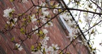 An image of the star magnolia flowers in the Rowan University Arboretum, Glassboro New Jersey.