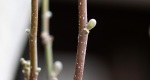 An image of the star magnolia leaf and flower buds in the Rowan University Arboretum, Glassboro New Jersey.