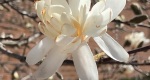An image of the star magnolia flower in the Rowan University Arboretum, Glassboro New Jersey.