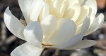 An image of the star magnolia  flower in the Rowan University Arboretum, Glassboro New Jersey.