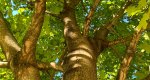 An image of the Sugar Maple branches and leaves in the Rowan University Arboretum, Glassboro New Jersey.