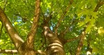 An image of the Sugar Maple leaves and branches in the Rowan University Arboretum, Glassboro New Jersey.