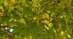 An image of the Sugar Maple leaves in the Rowan University Arboretum, Glassboro New Jersey.