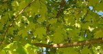 An image of the Sugar Maple leaves in the Rowan University Arboretum, Glassboro New Jersey.