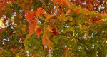 An image of the Sugar Maple leaves in fall in the Rowan University Arboretum, Glassboro New Jersey.