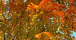 An image of the Sugar Maple leaves in fall in the Rowan University Arboretum, Glassboro New Jersey.